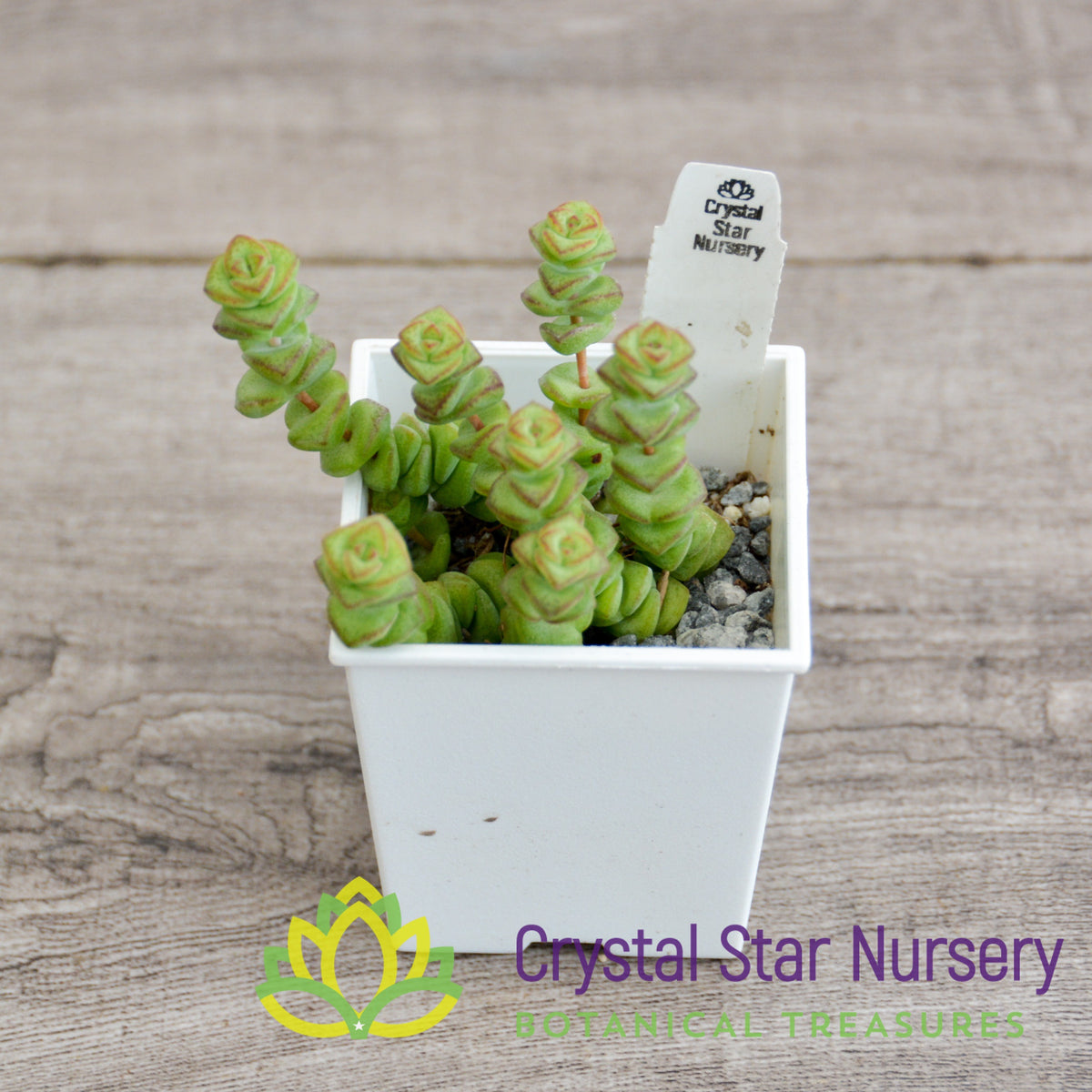 Crassula Baby Necklace