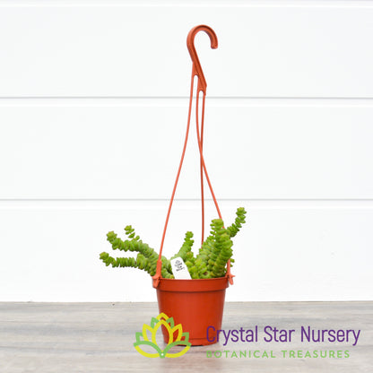 Crassula Baby Necklace