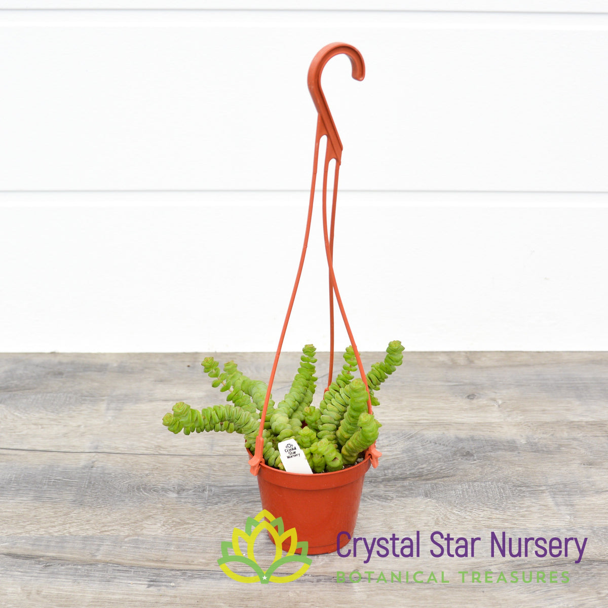 Crassula Baby Necklace