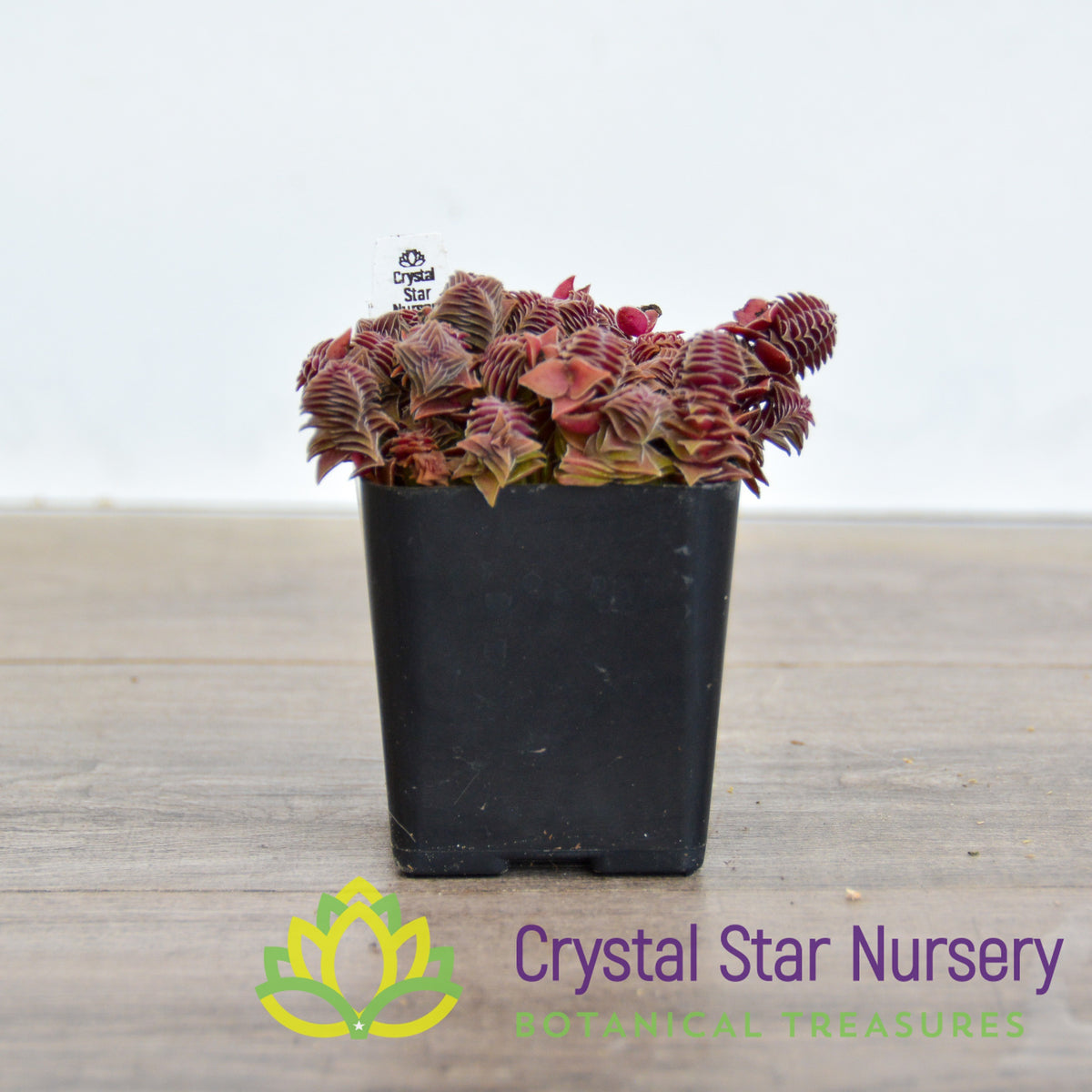 Crassula corymbulosa