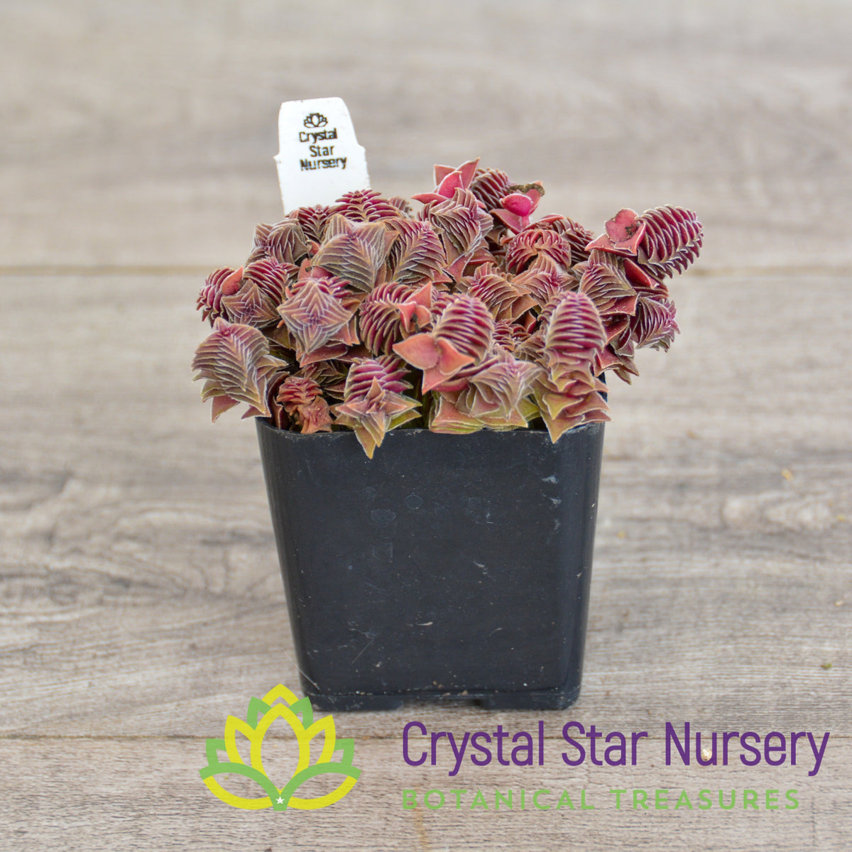 Crassula corymbulosa