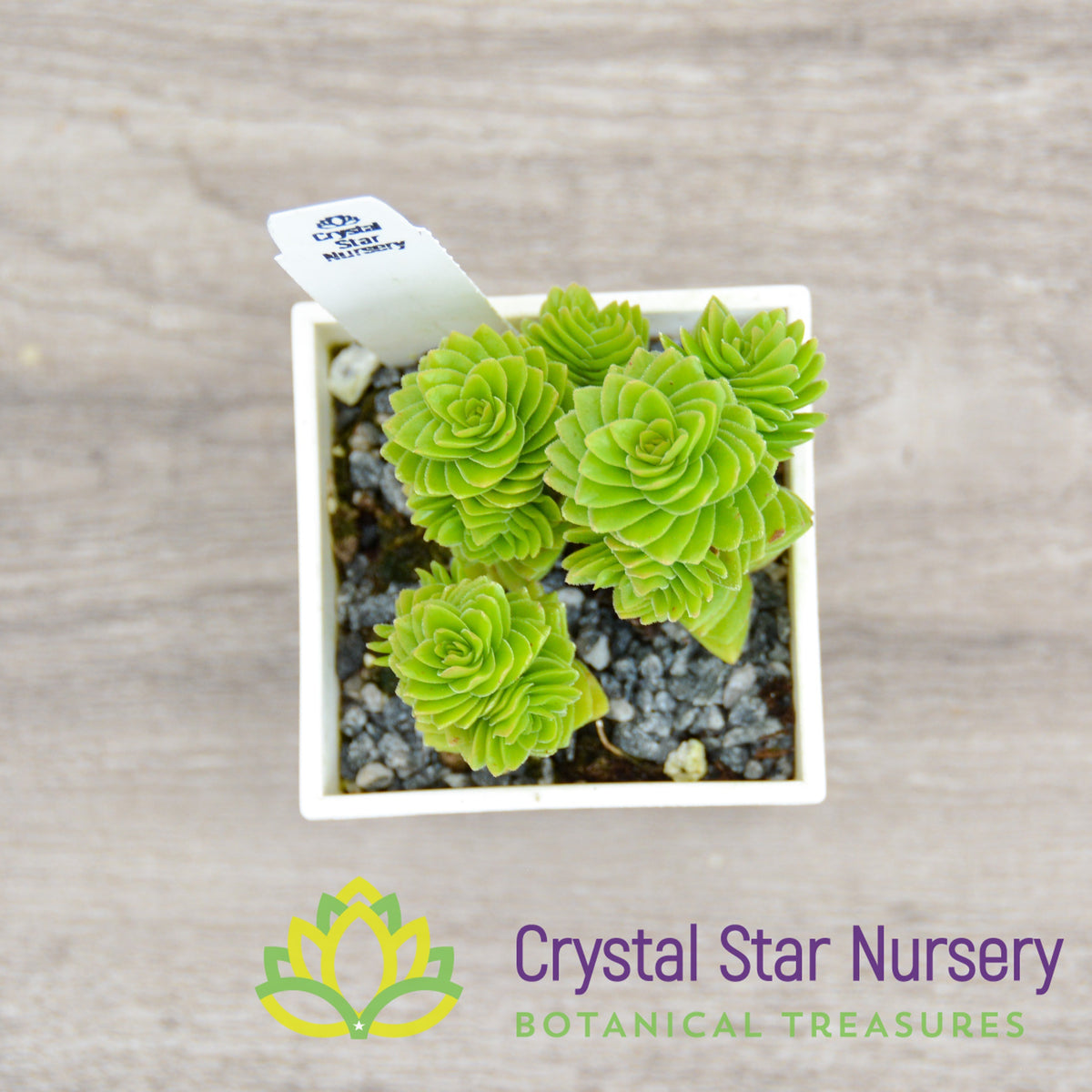 Crassula Estagnol Spiralis