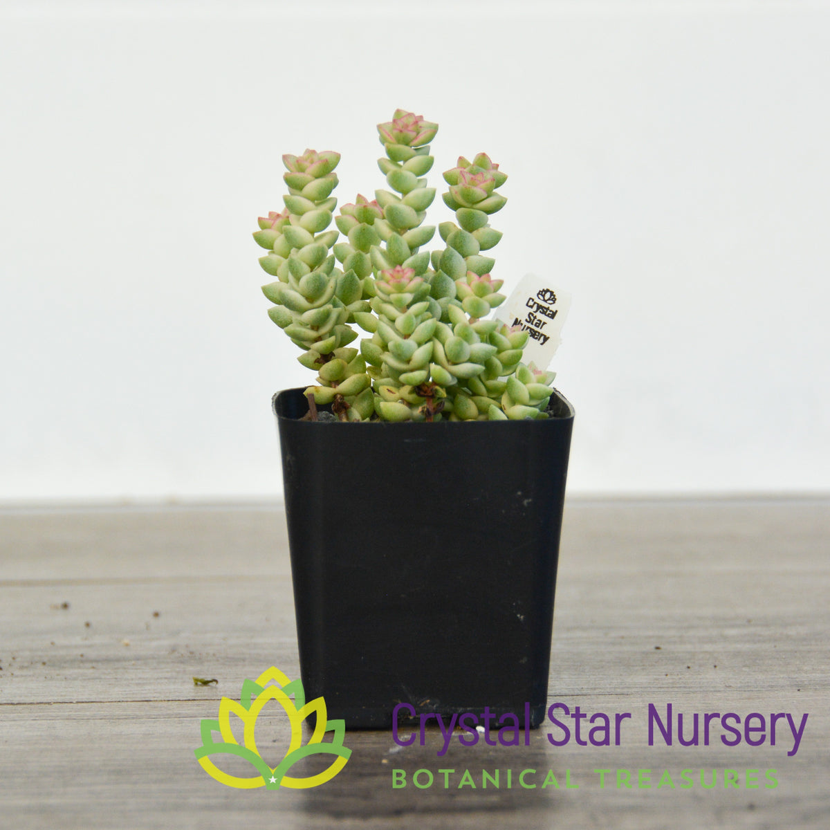 Crassula &#39;Jade Necklace&#39; Variegata