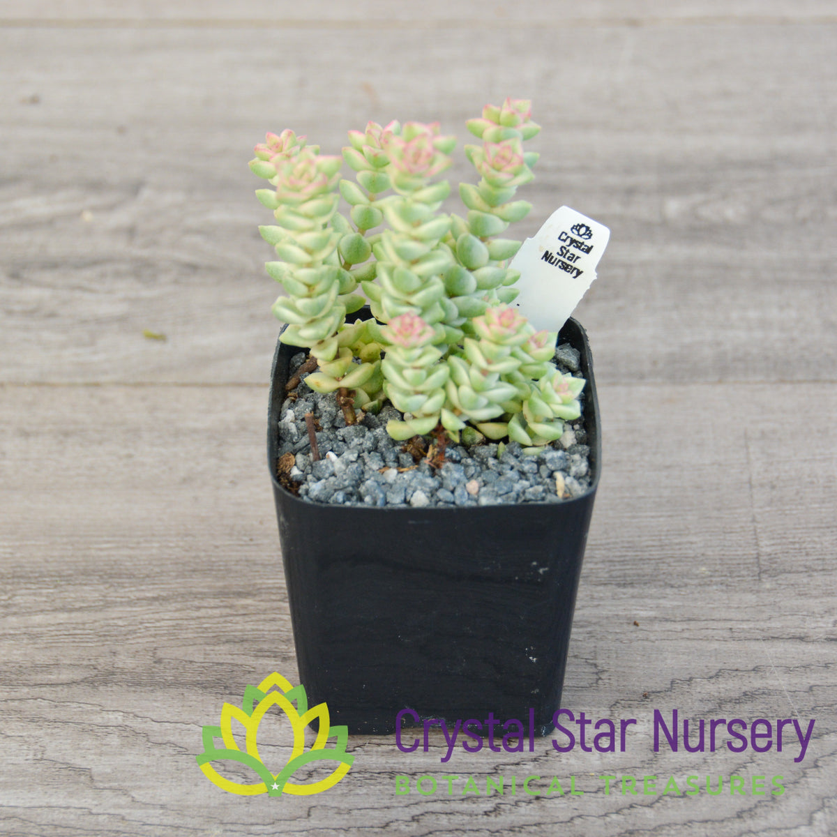 Crassula &#39;Jade Necklace&#39; Variegata
