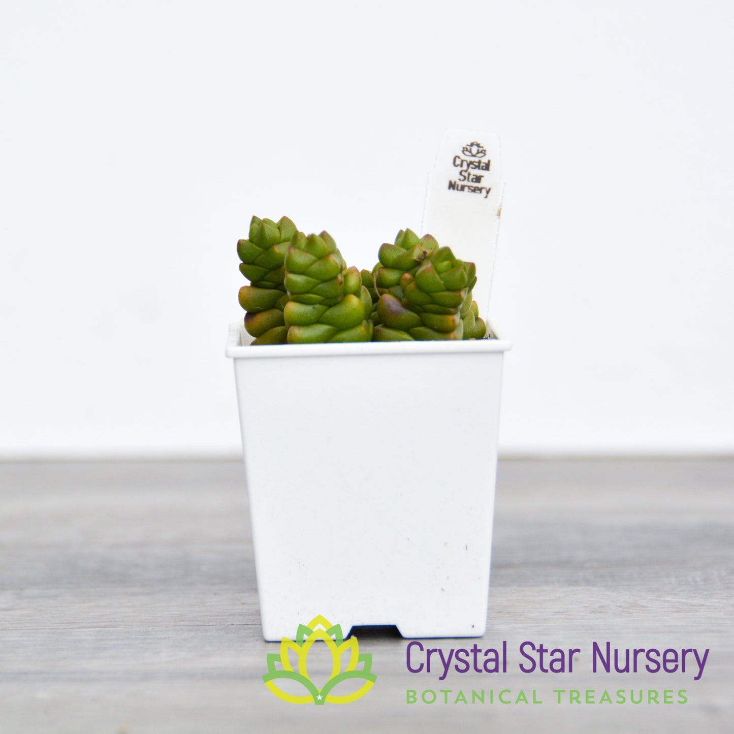 Crassula Marchandii