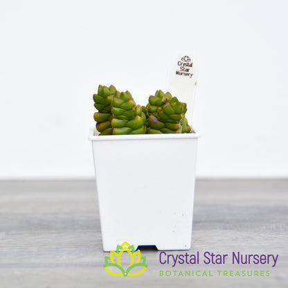 Crassula Marchandii