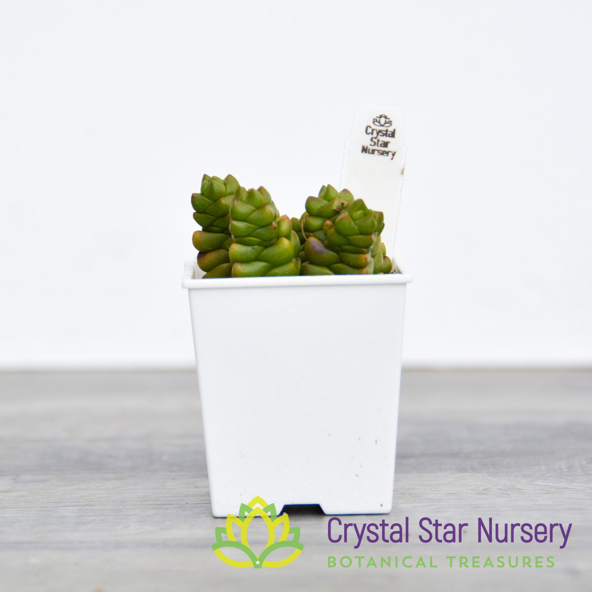 Crassula Marchandii