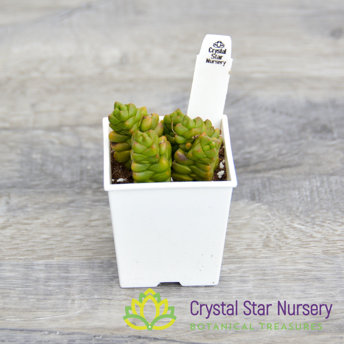 Crassula Marchandii