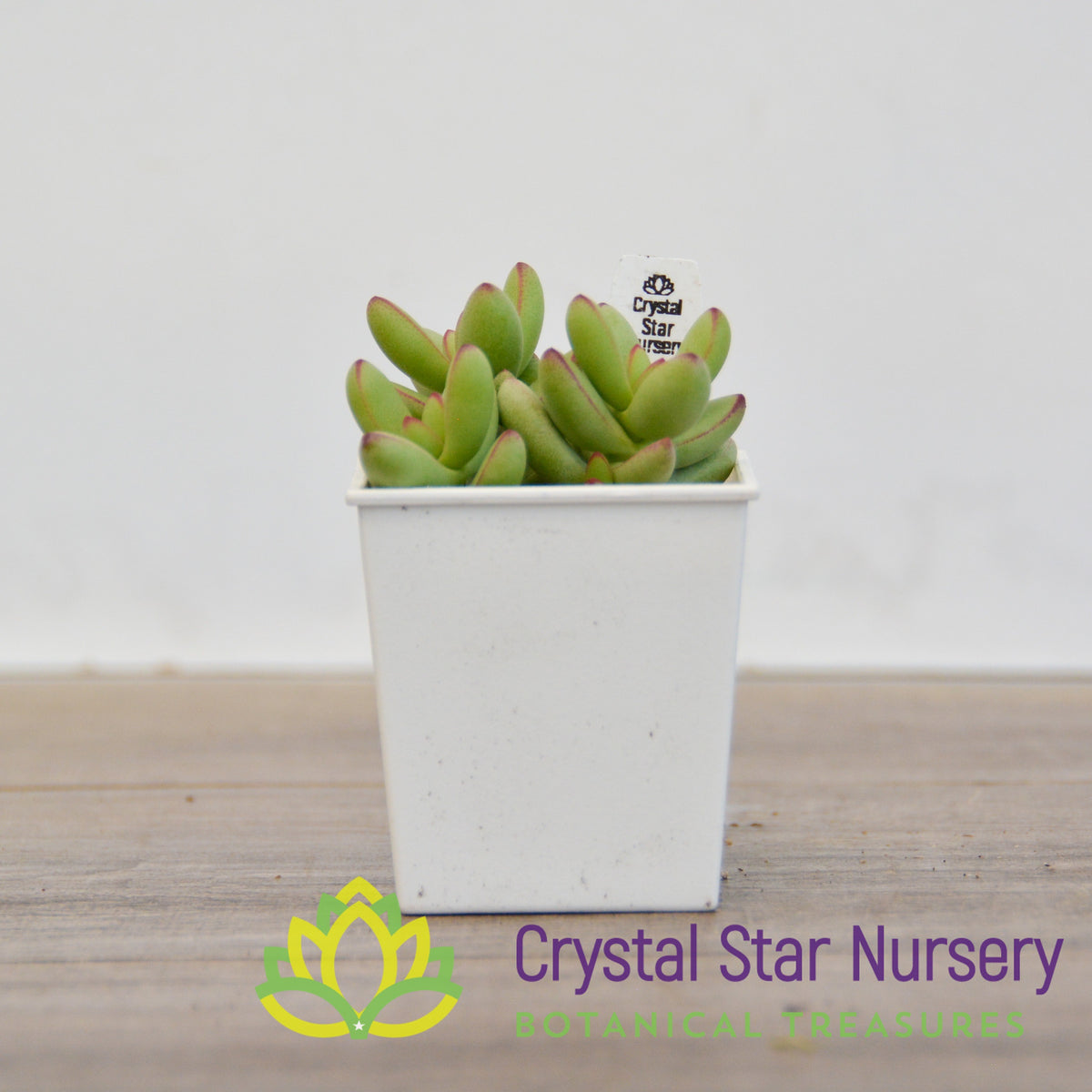 Crassula Nudicaulis Herrei