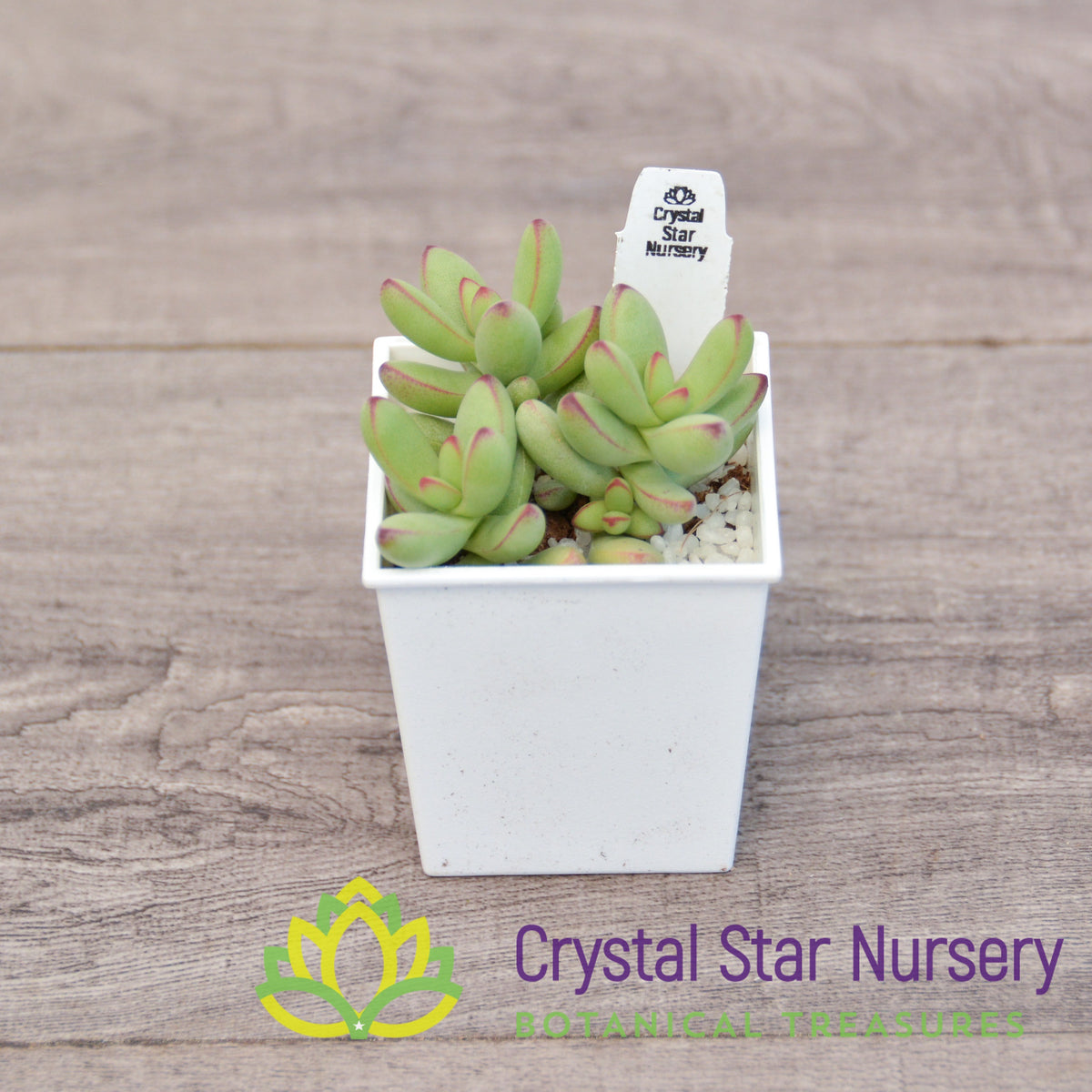 Crassula Nudicaulis Herrei
