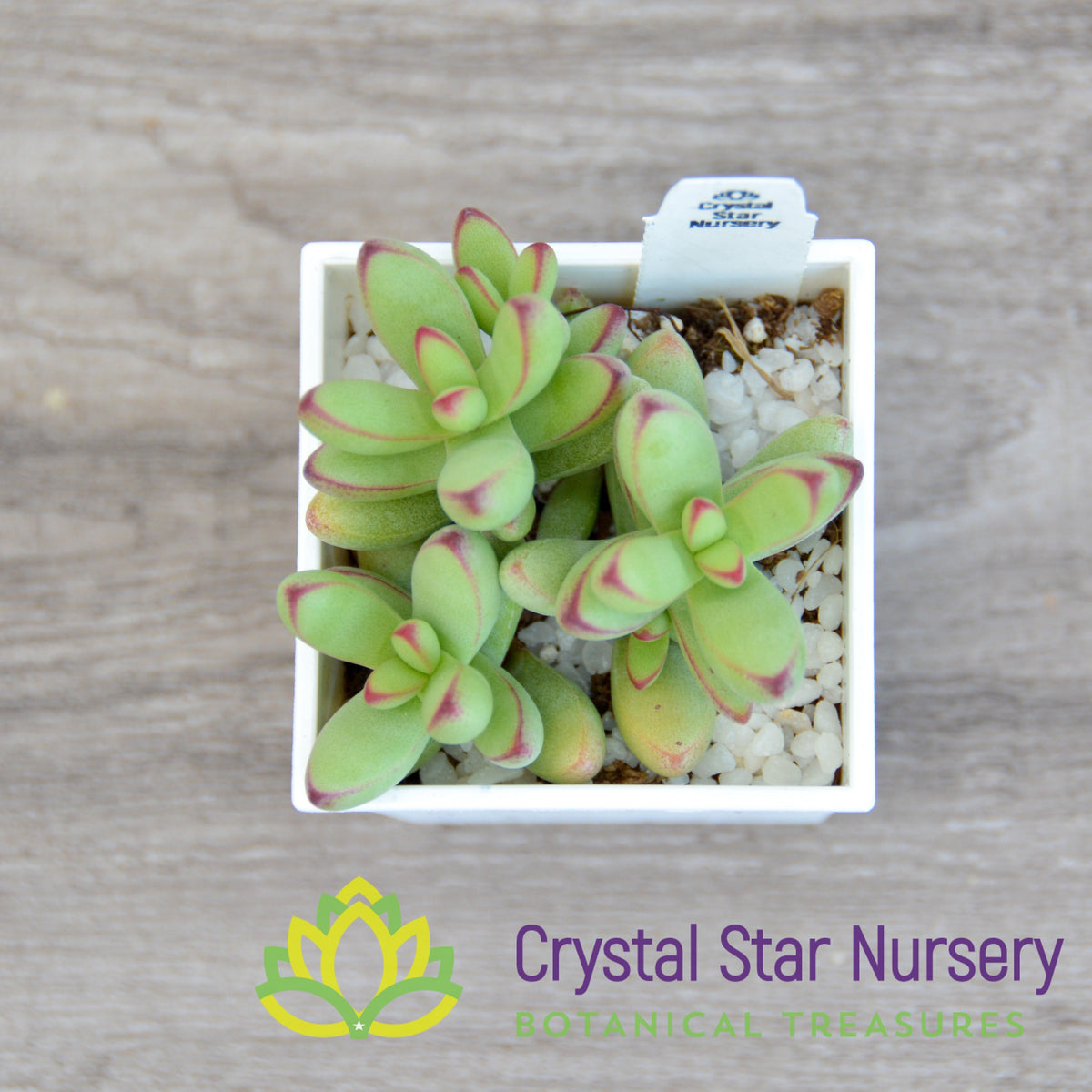 Crassula Nudicaulis Herrei