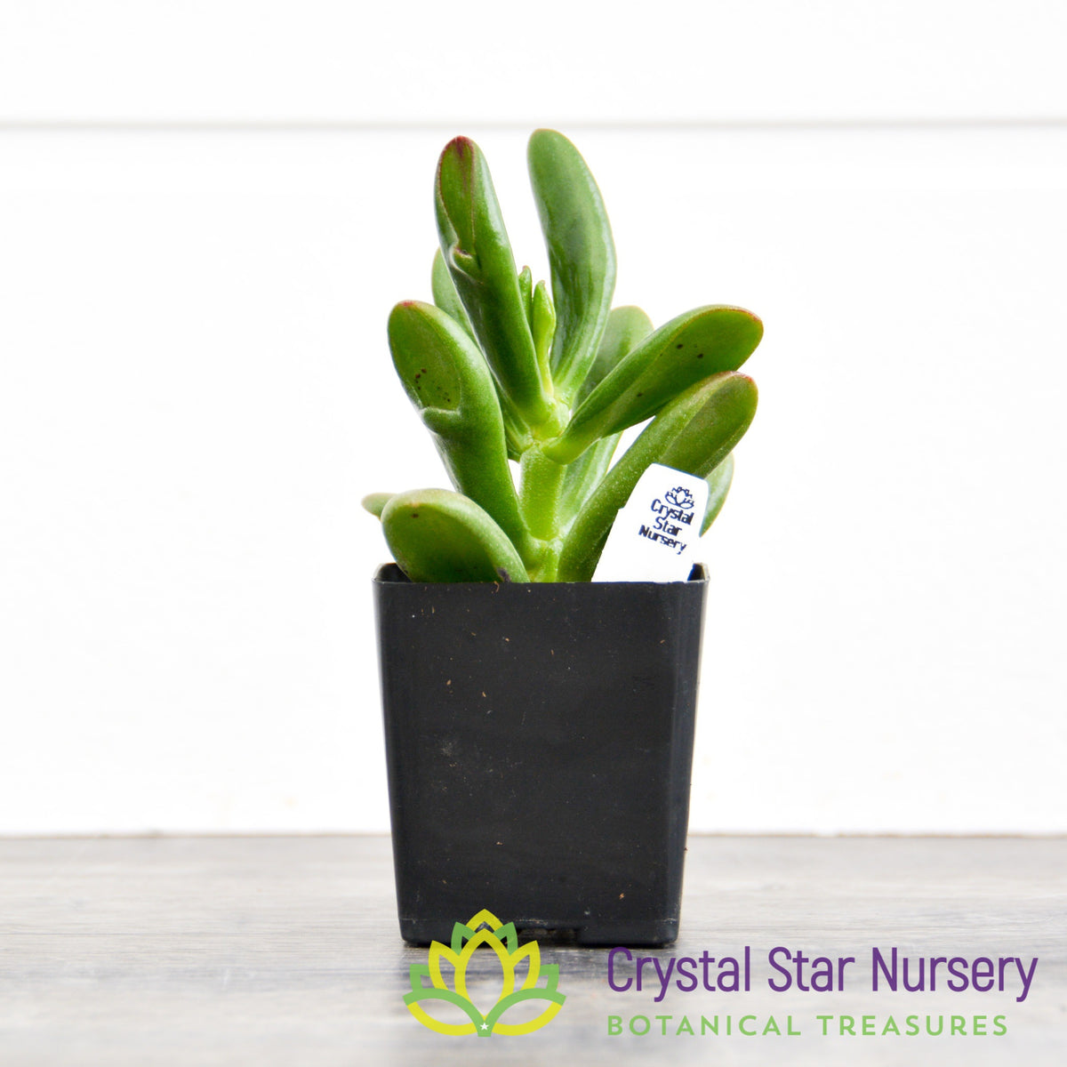 Crassula Ovata Hobbit