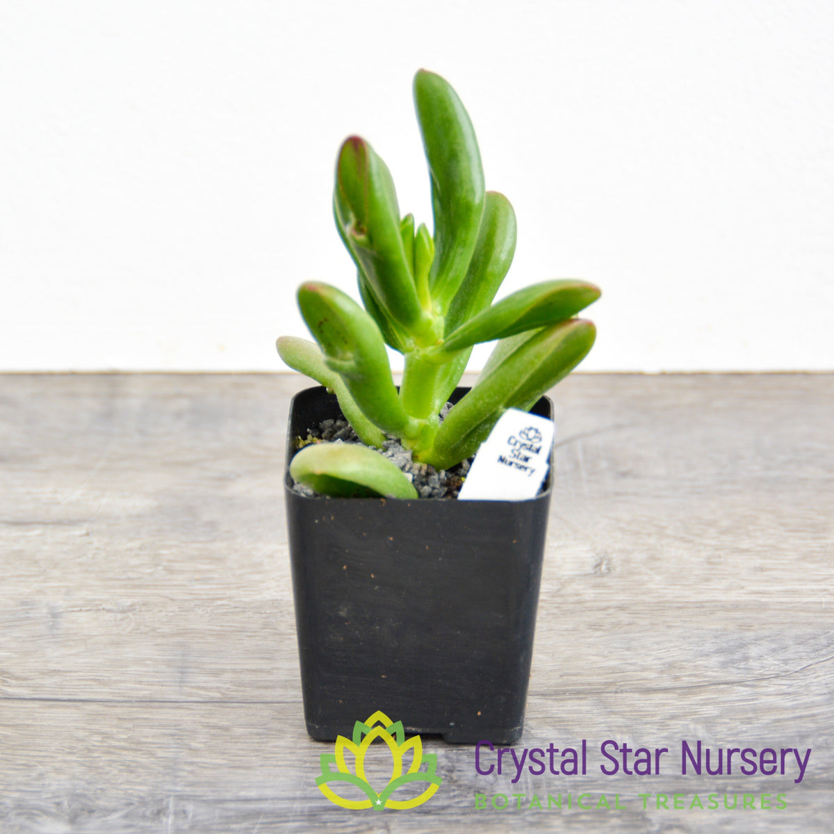 Crassula Ovata Hobbit