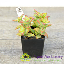 Crassula perforata