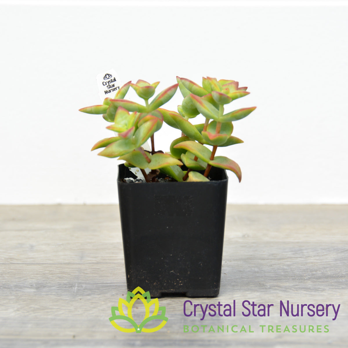 Crassula perforata