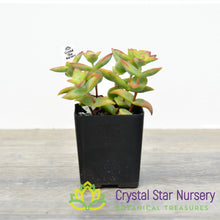 Crassula perforata