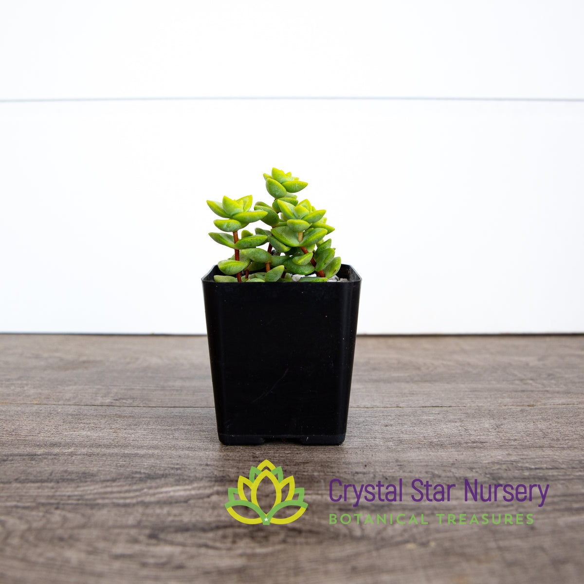 Crassula Rupestris