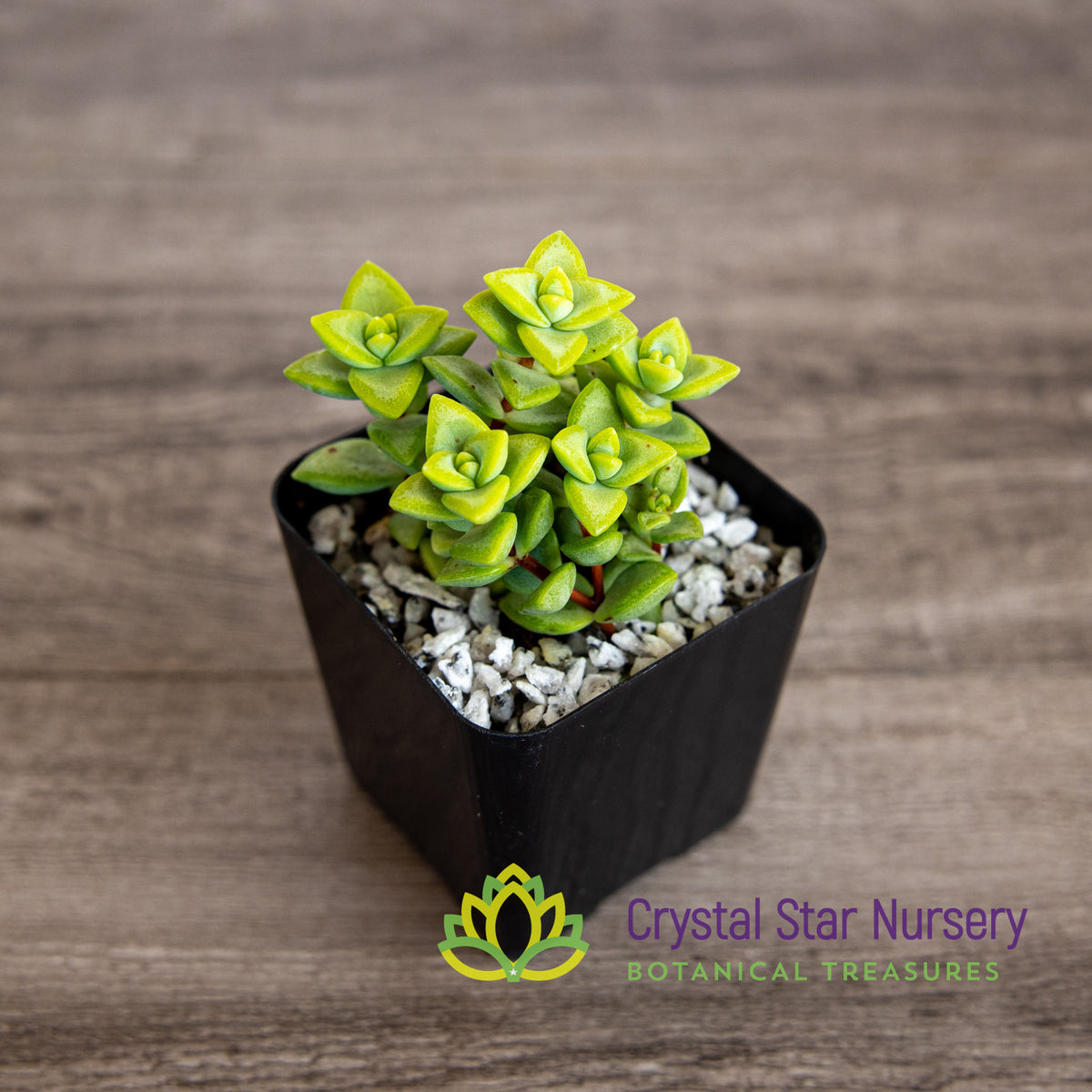 Crassula Rupestris