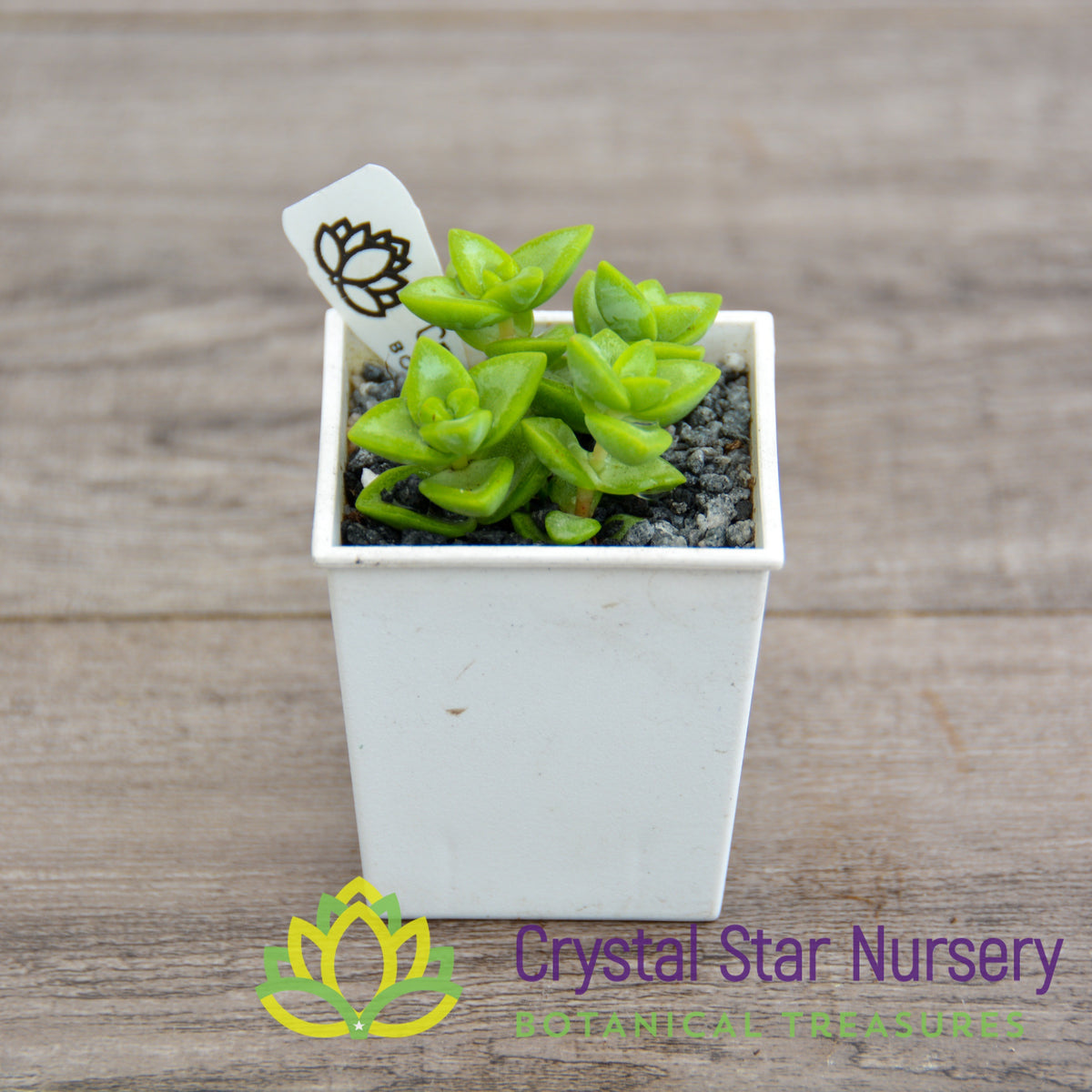 Crassula Rupestris