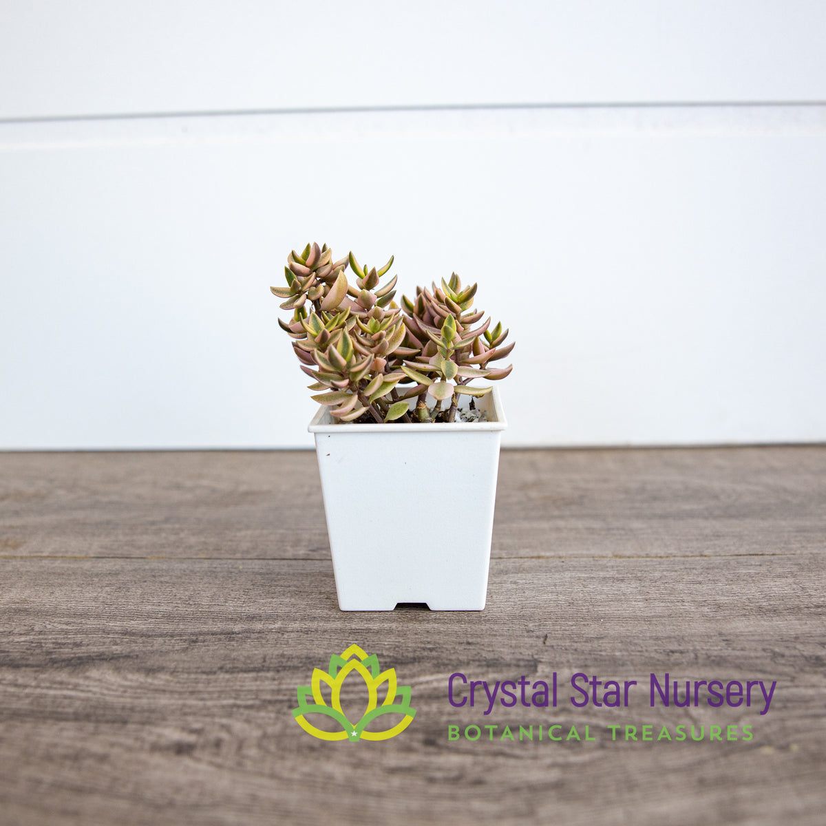 Crassula Volkensii Variegated