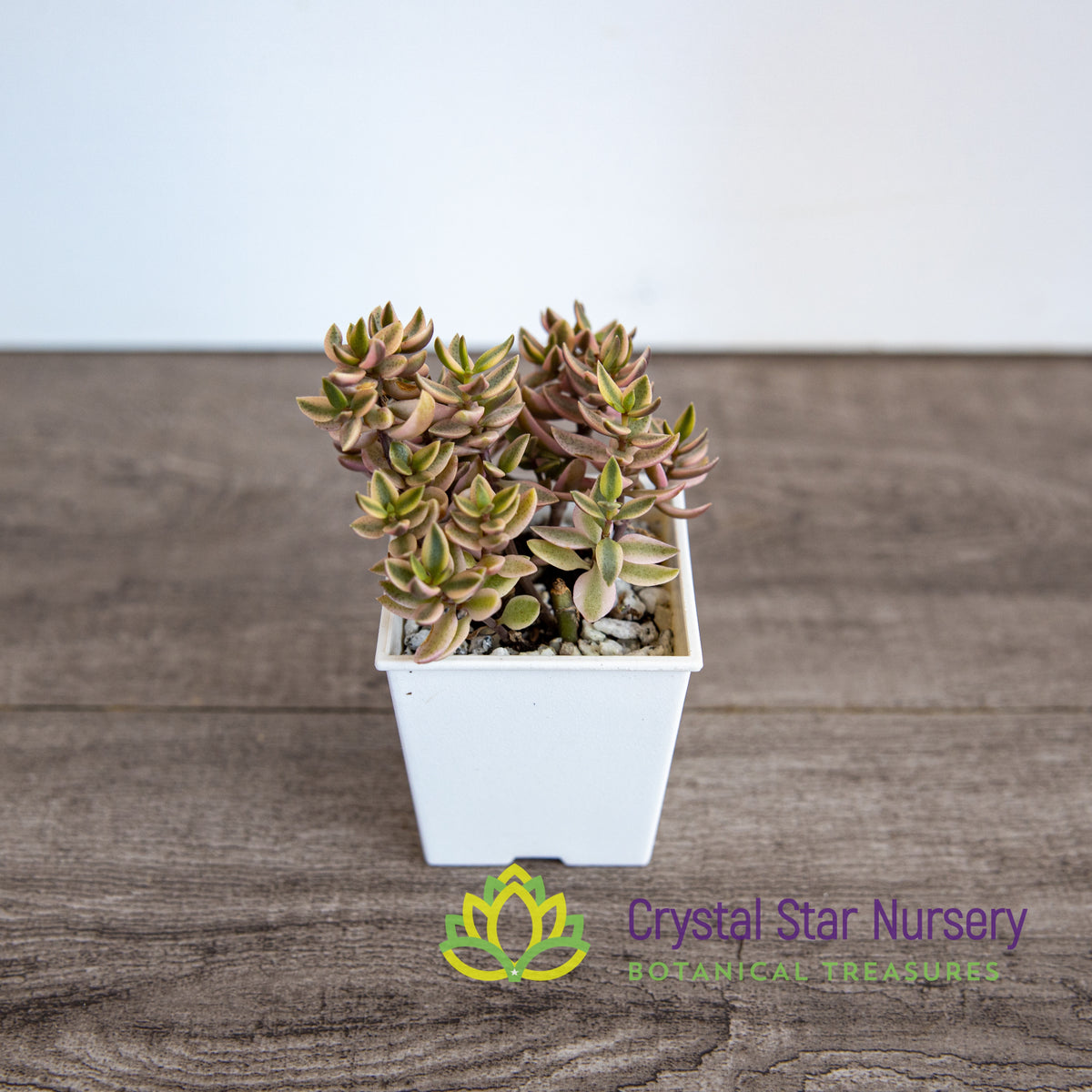 Crassula Volkensii Variegated