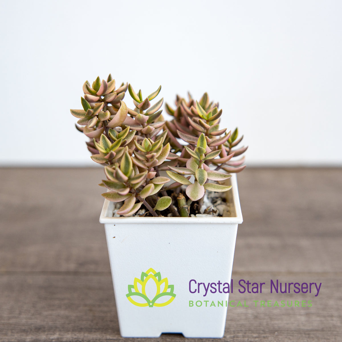 Crassula Volkensii Variegated