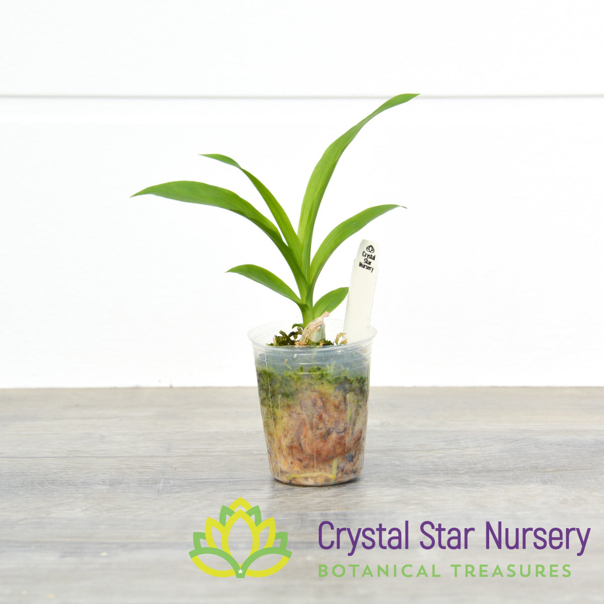 Cycnodes Taiwan Gold &#39;Orange&#39; (CY3)