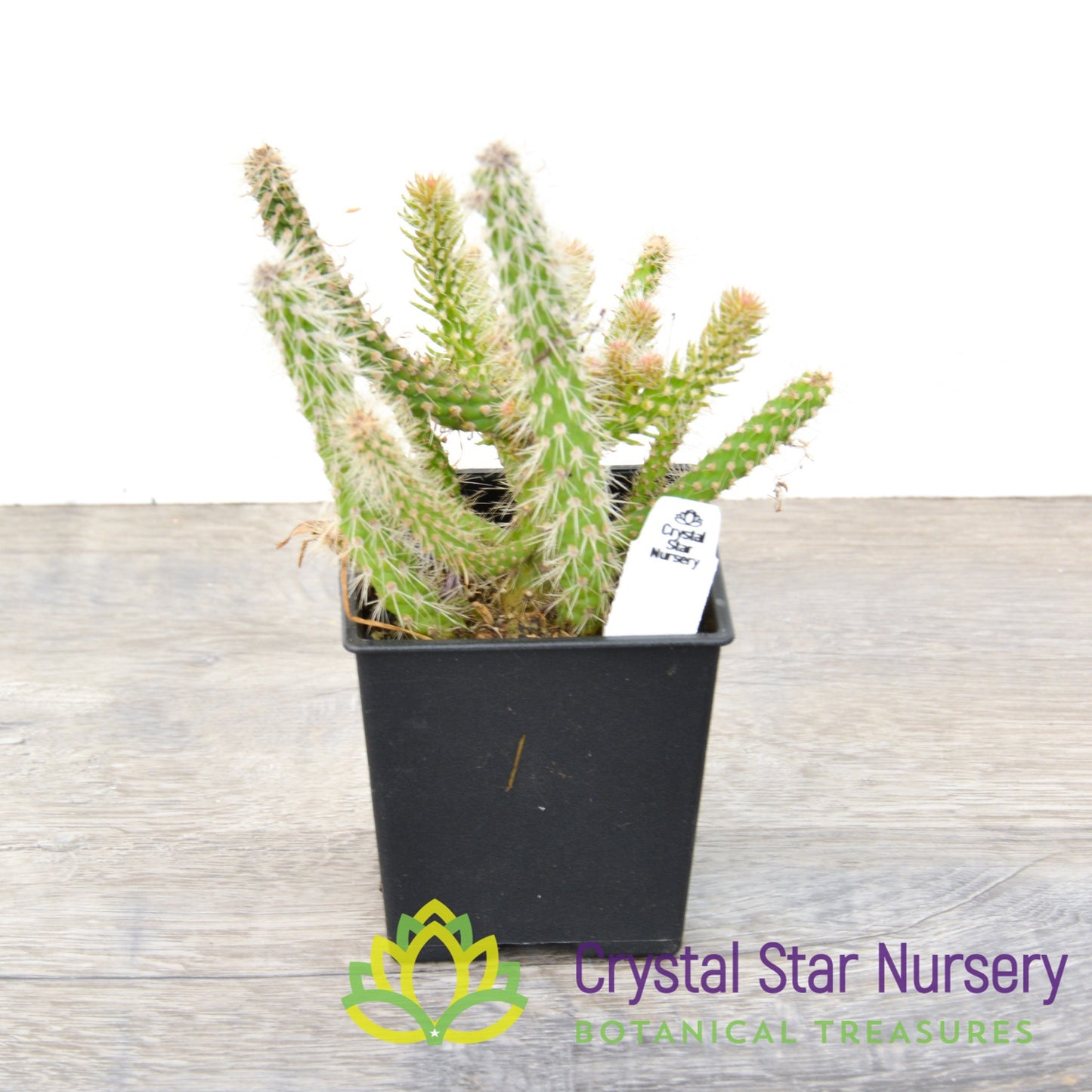 Cylindropuntia NOID (CD1)