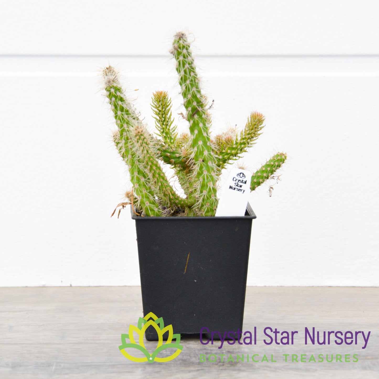 Cylindropuntia NOID (CD1)