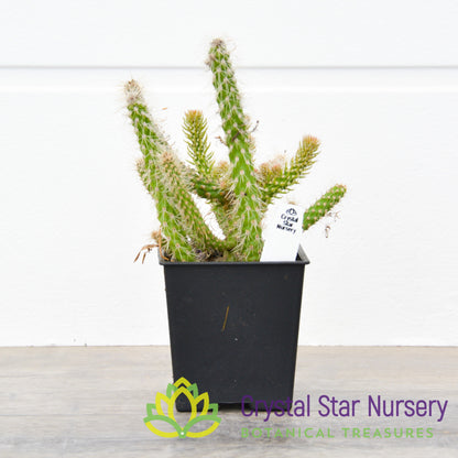 Cylindropuntia NOID (CD1)