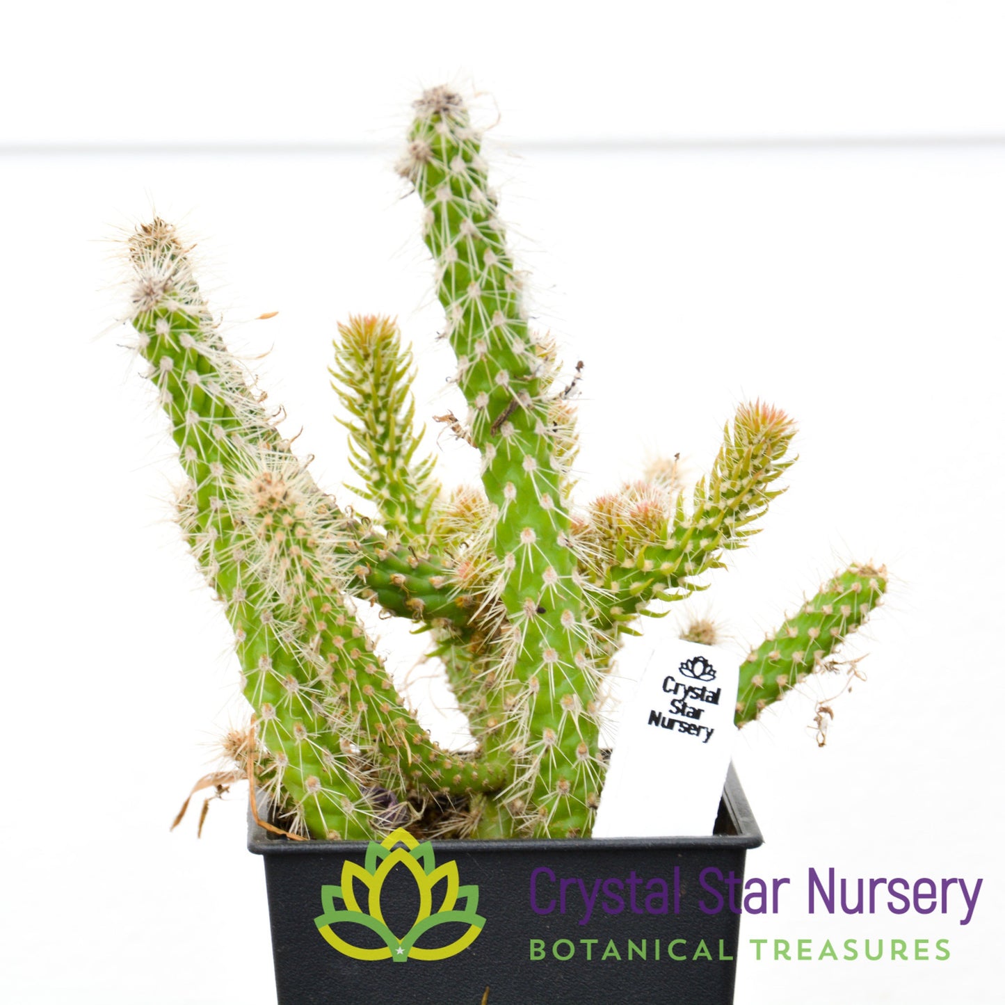 Cylindropuntia NOID (CD1)
