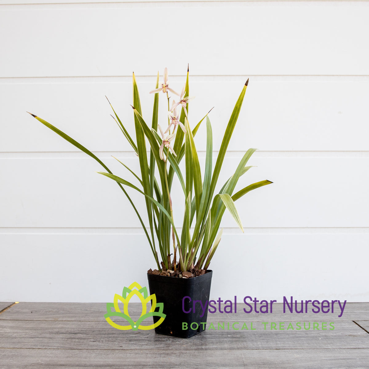 Cymbidium Ensifolium &quot;Rainbow&quot; (16)