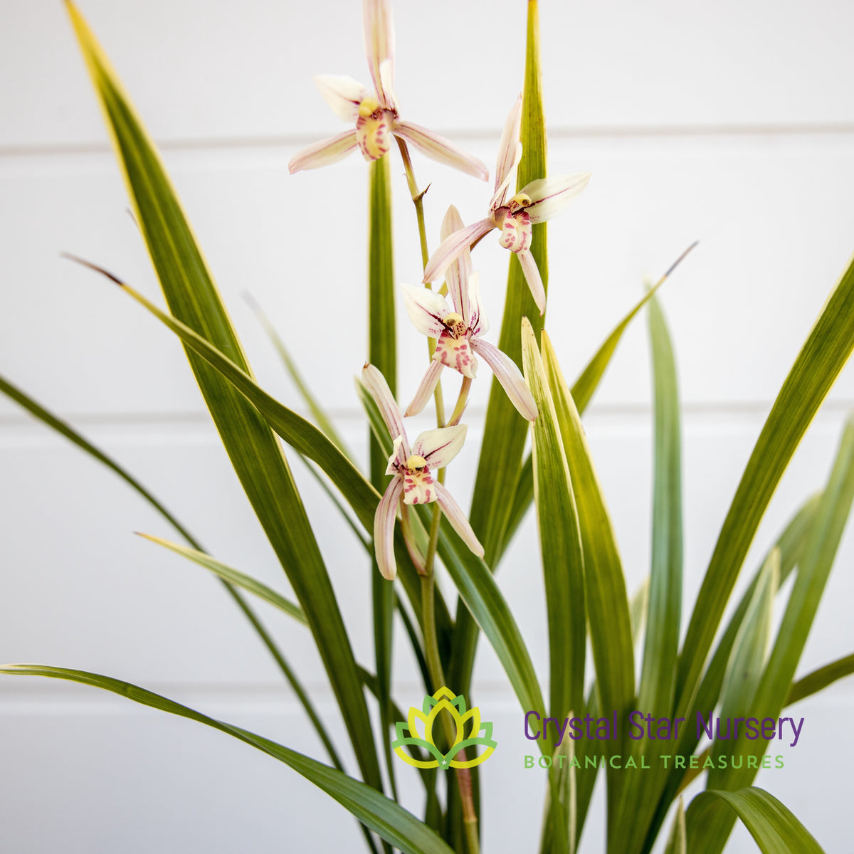 Cymbidium Ensifolium &quot;Rainbow&quot; (16)