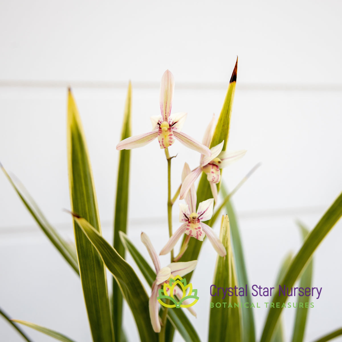 Cymbidium Ensifolium &quot;Rainbow&quot; (16)