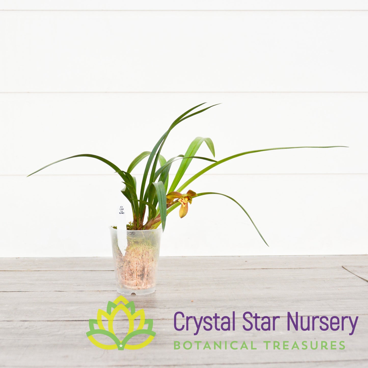 Cymbidium (Goeringii x Sinense) 'Crystal Star'