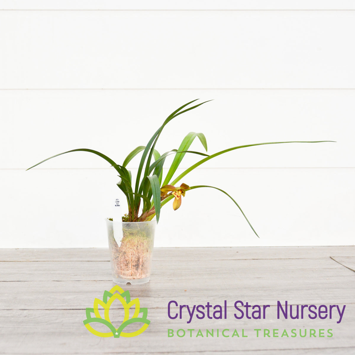 Cymbidium (Goeringii x Sinense) &#39;Crystal Star&#39;