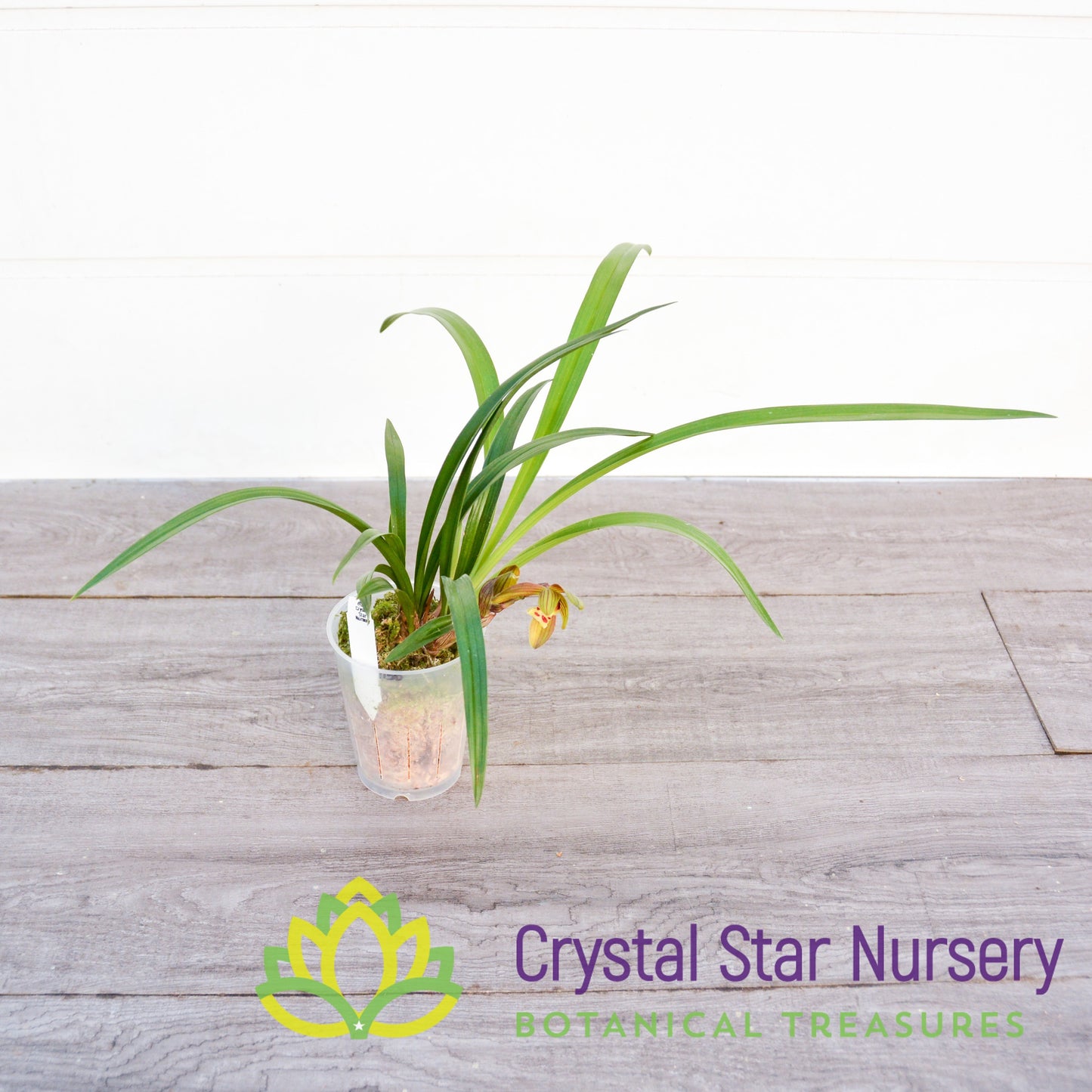 Cymbidium (Goeringii x Sinense) 'Crystal Star'