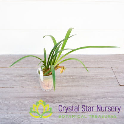 Cymbidium (Goeringii x Sinense) 'Crystal Star'