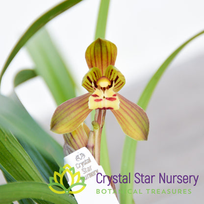 Cymbidium (Goeringii x Sinense) 'Crystal Star'