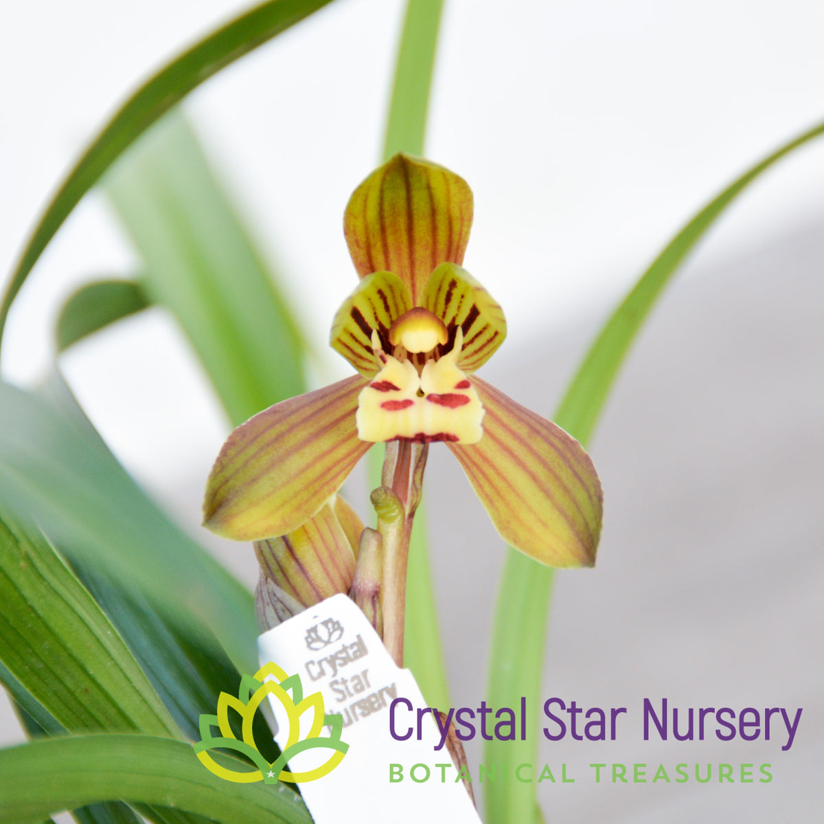 Cymbidium (Goeringii x Sinense) &#39;Crystal Star&#39;