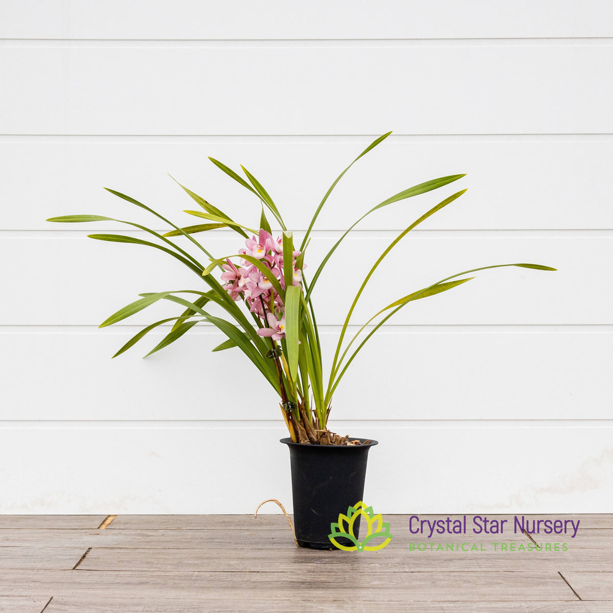 Cymbidium Hiroshima Sweet Eyes