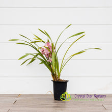 Cymbidium Hiroshima Sweet Eyes