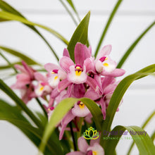 Cymbidium Hiroshima Sweet Eyes