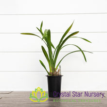 Cymbidium Sunshine Falls