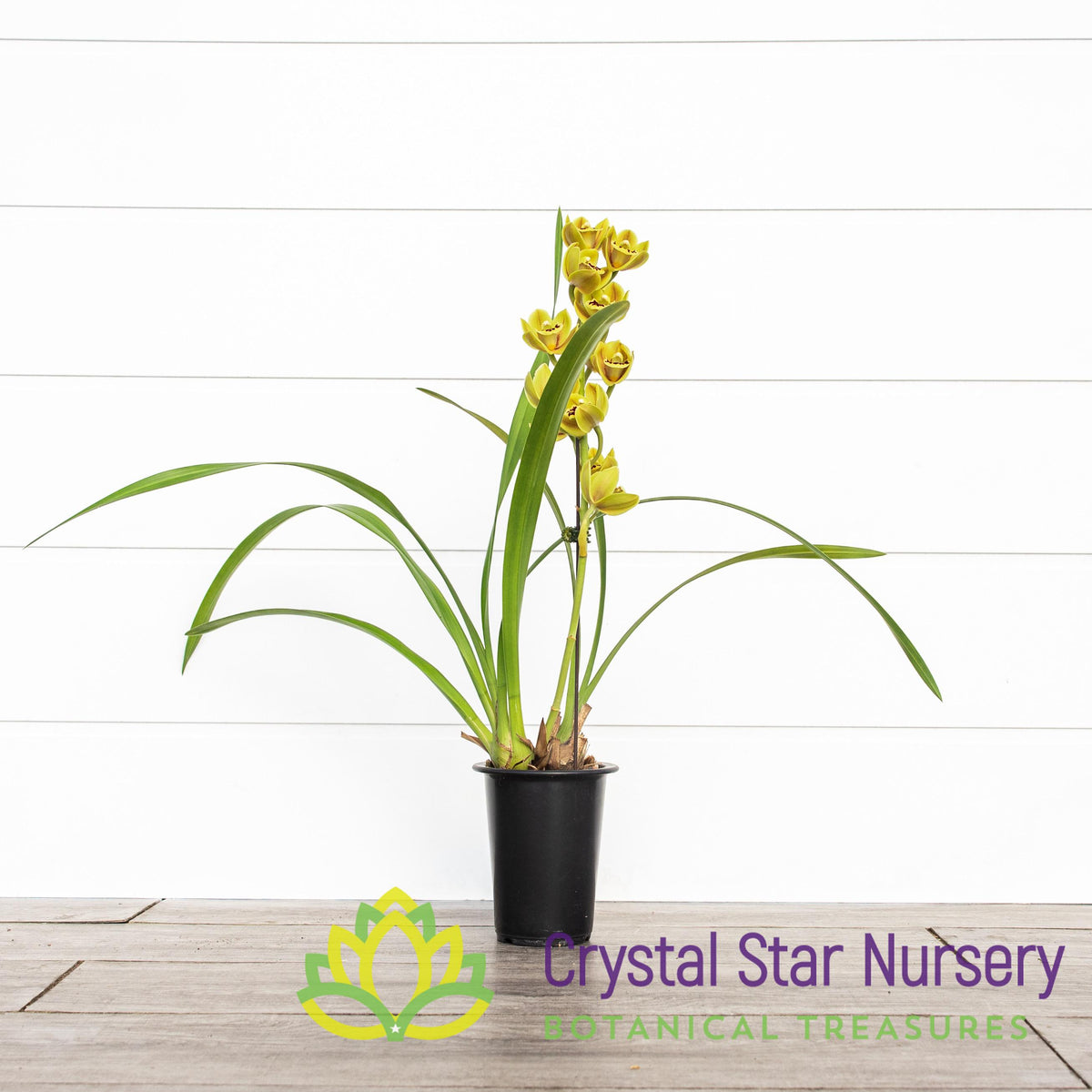 Cymbidium Sunshine Falls
