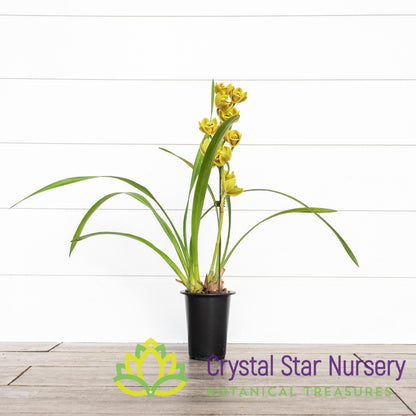 Cymbidium Sunshine Falls