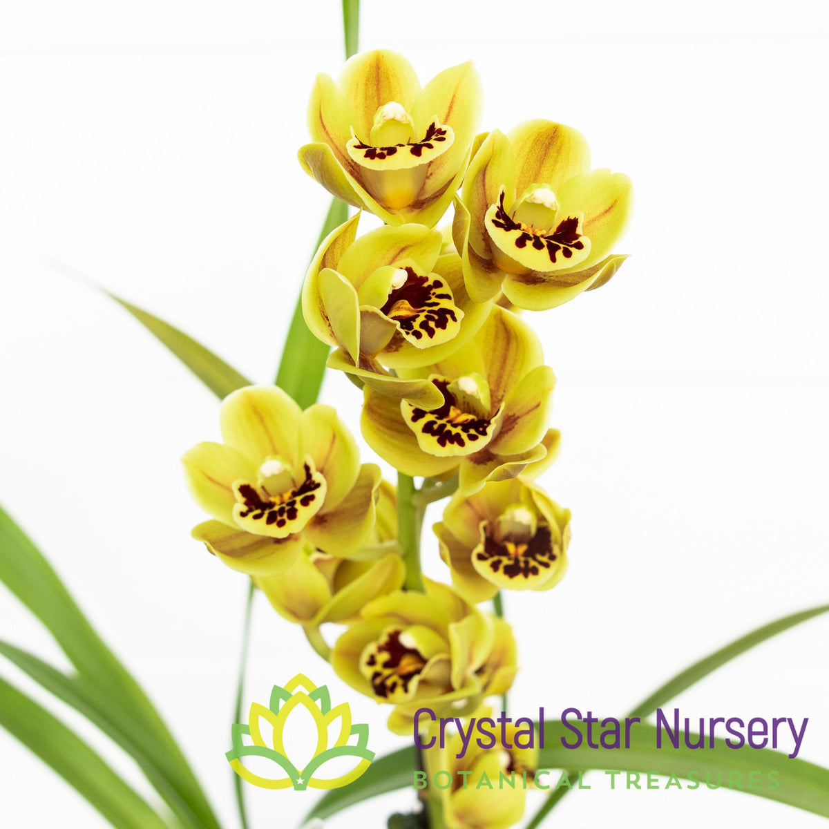 Cymbidium Sunshine Falls