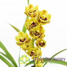 Cymbidium Sunshine Falls