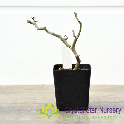 Decarya Madagascariensis
