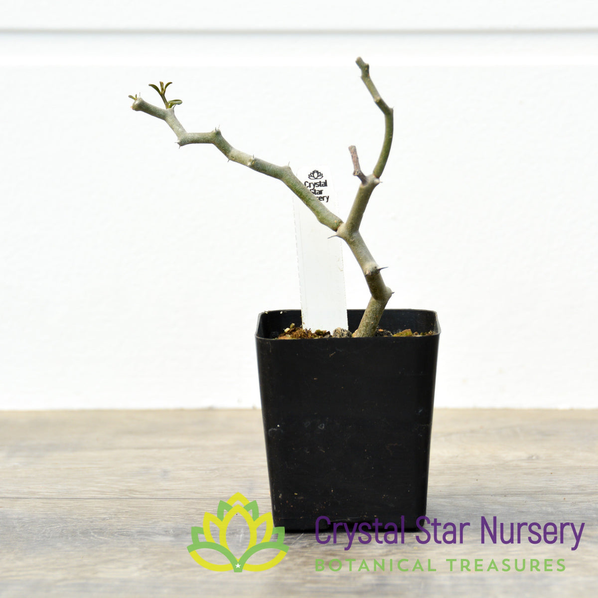 Decarya Madagascariensis